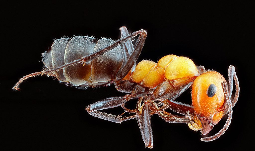 Ant Control service in Porterville, CA