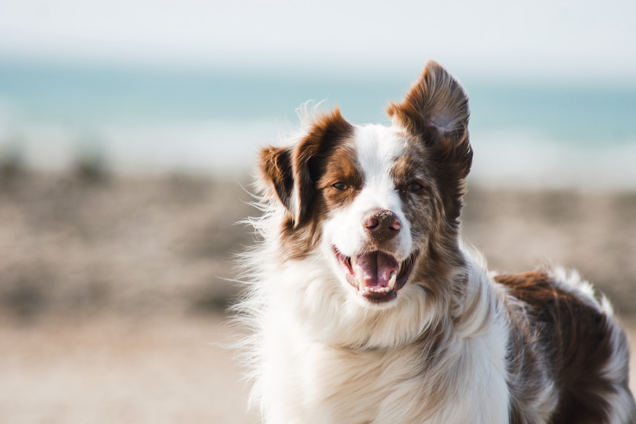 Flea & Tick Control service in Porterville, CA