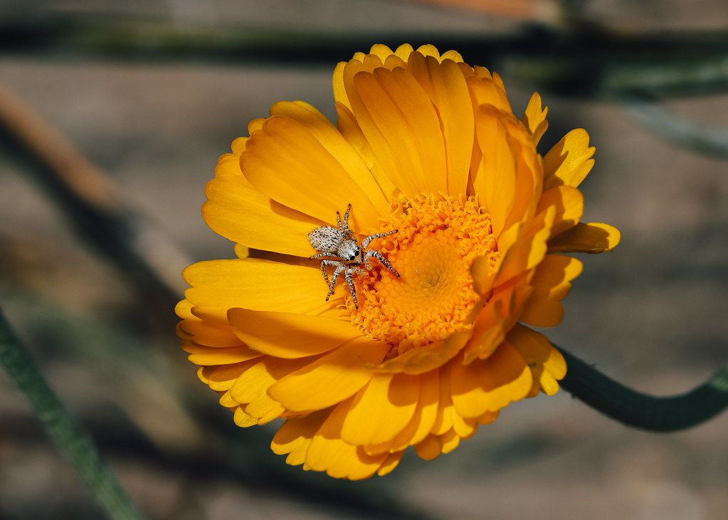 Spider Control service in Porterville, CA